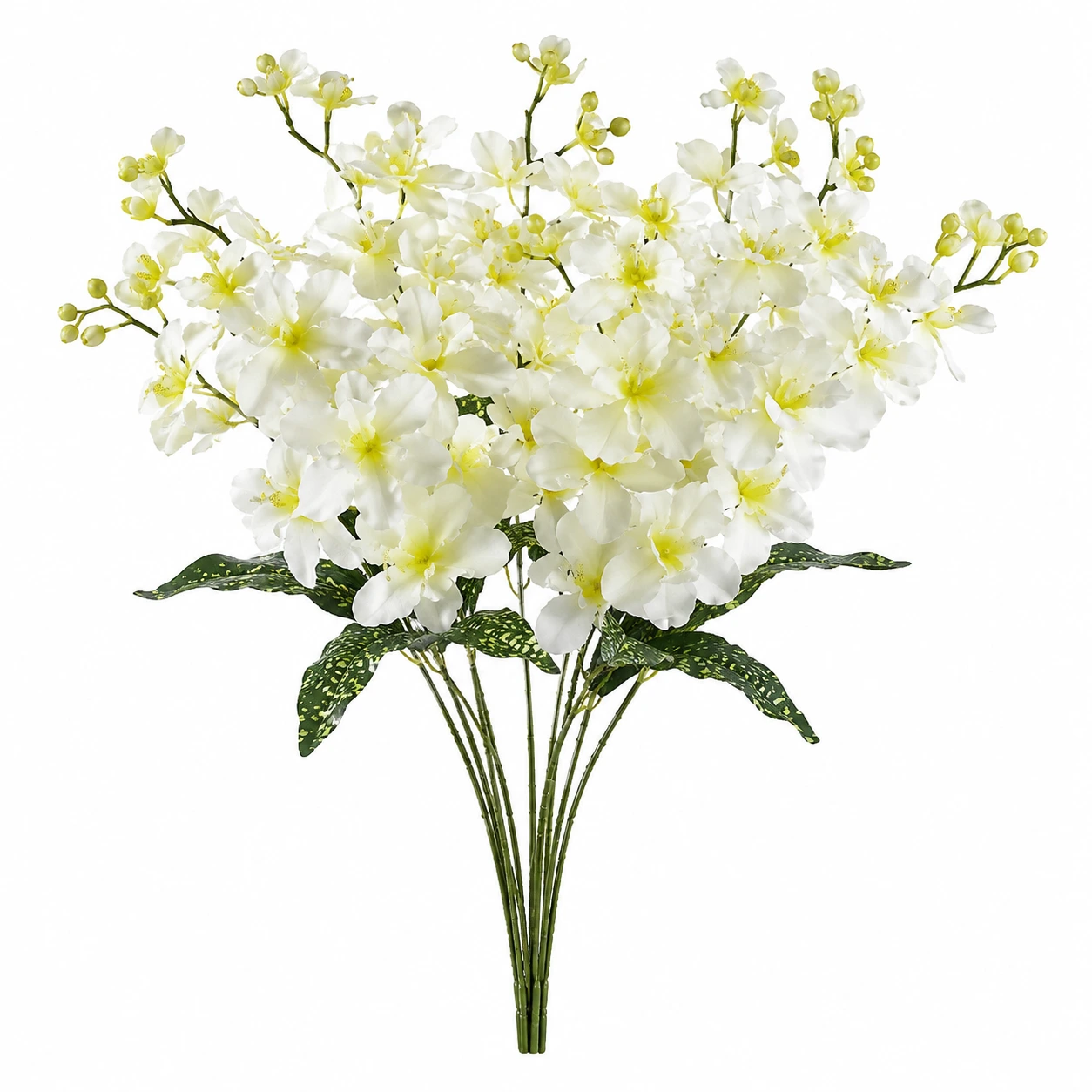 Ivory Vit
